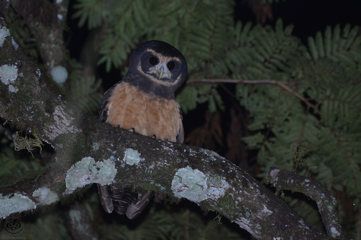 Tawny-browed Owl - ML616200537