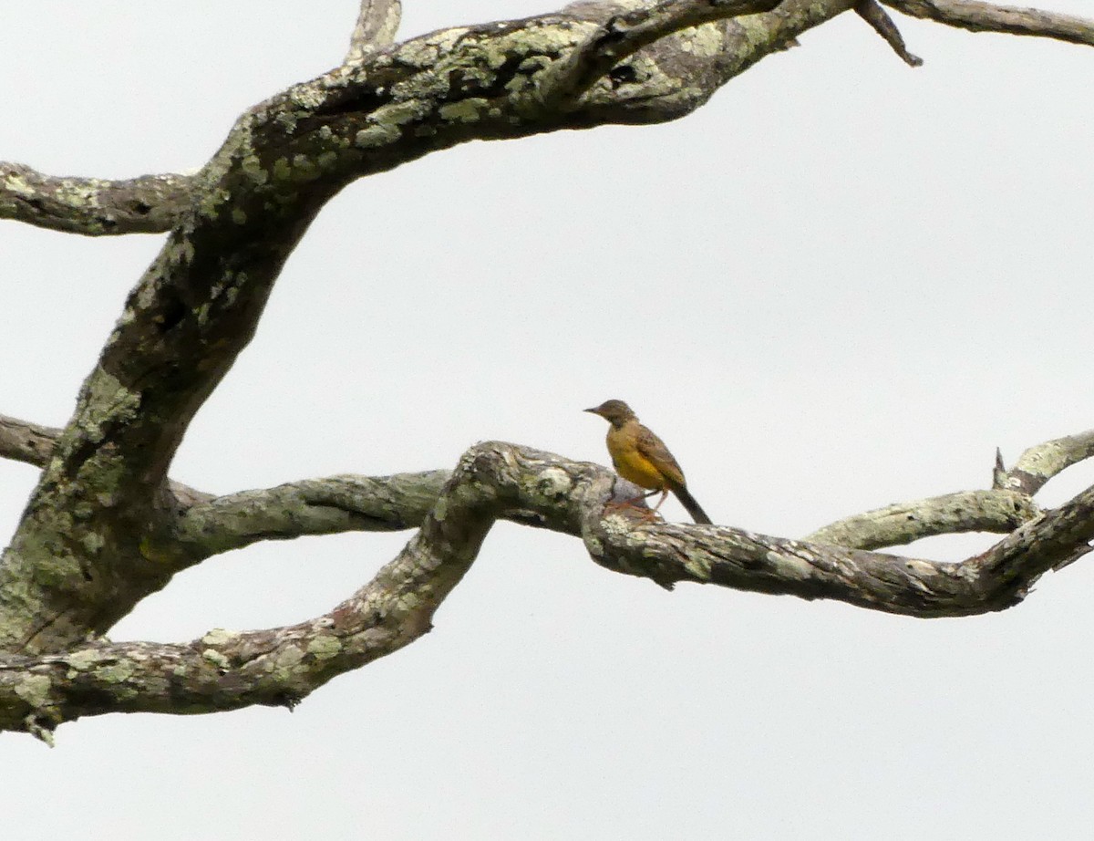 Yellow-breasted Pipit - Guy RUFRAY