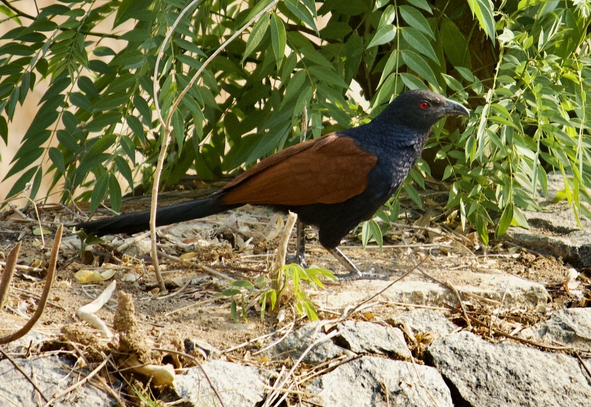 Greater Coucal - ML616200669