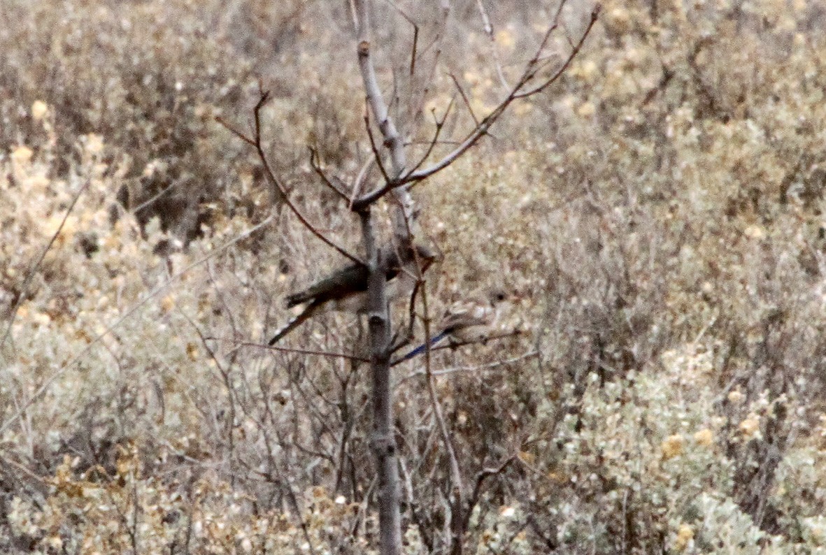 Black-eared Cuckoo - ML616200698