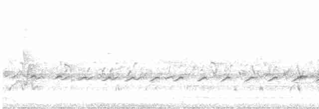 hvitstrupehonningeter - ML616200706