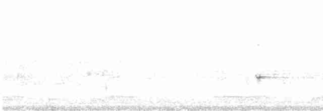 hvitstrupehonningeter - ML616200707
