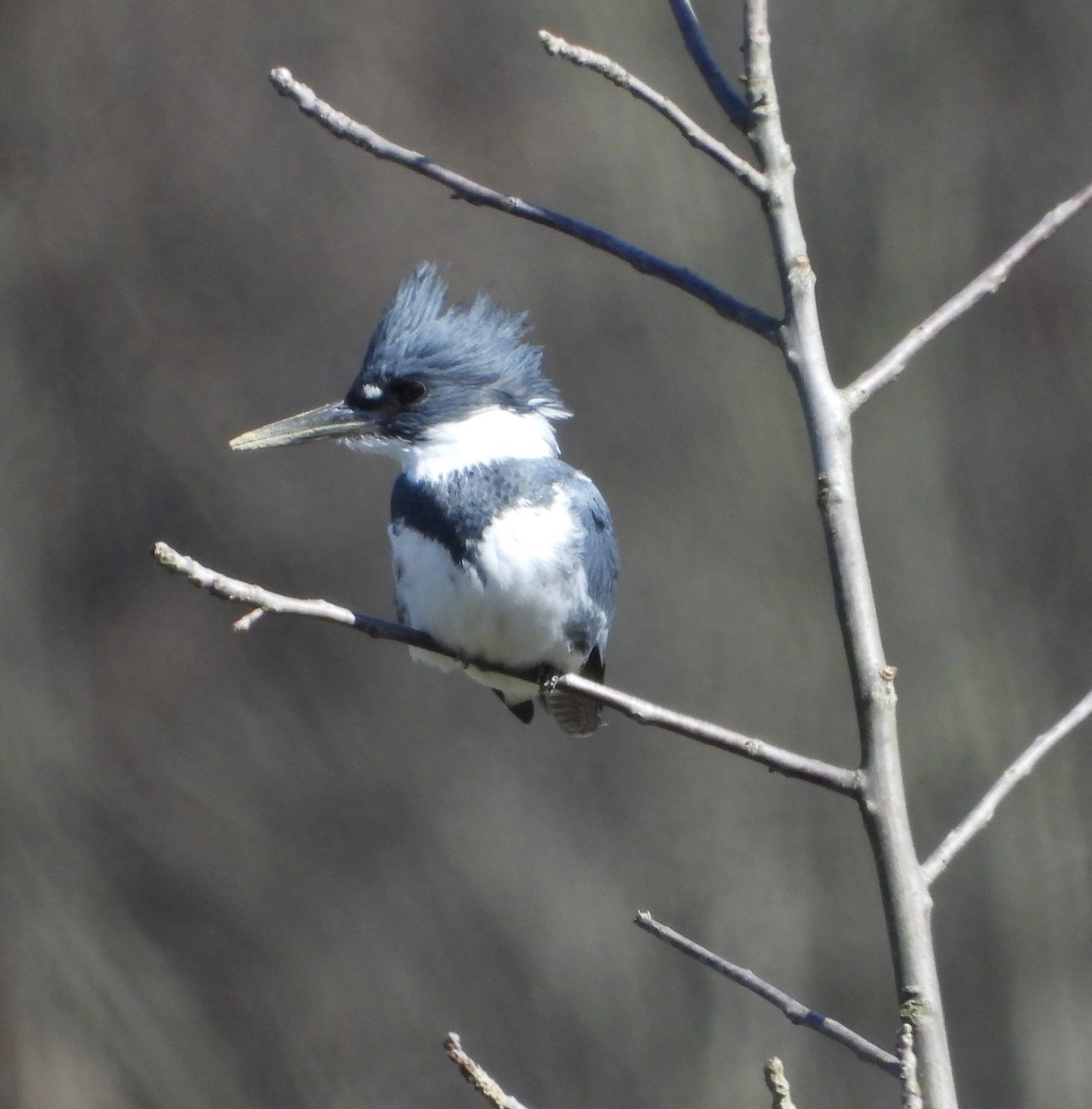 Belted Kingfisher - ML616200732