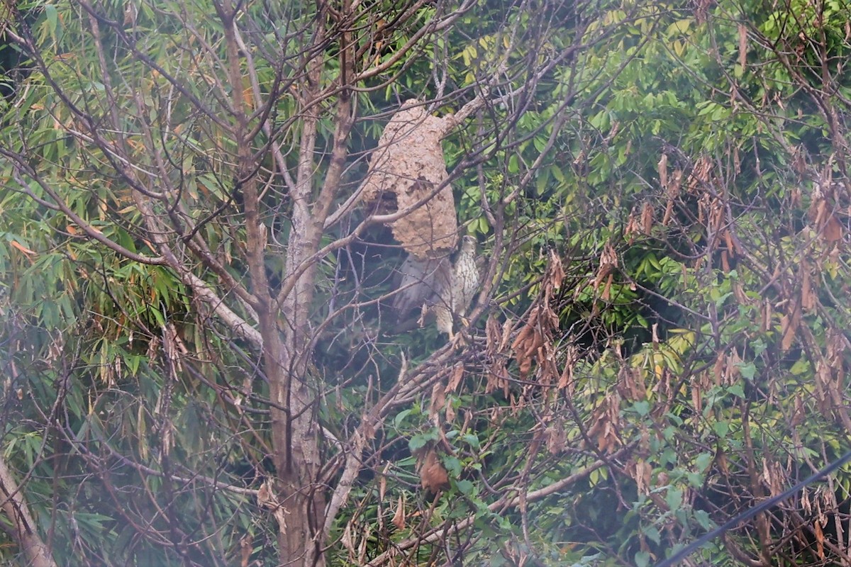Oriental Honey-buzzard (Northern) - ML616200751