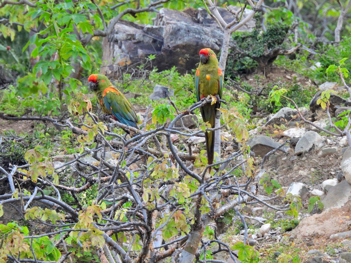 Red-fronted Macaw - ML616200781
