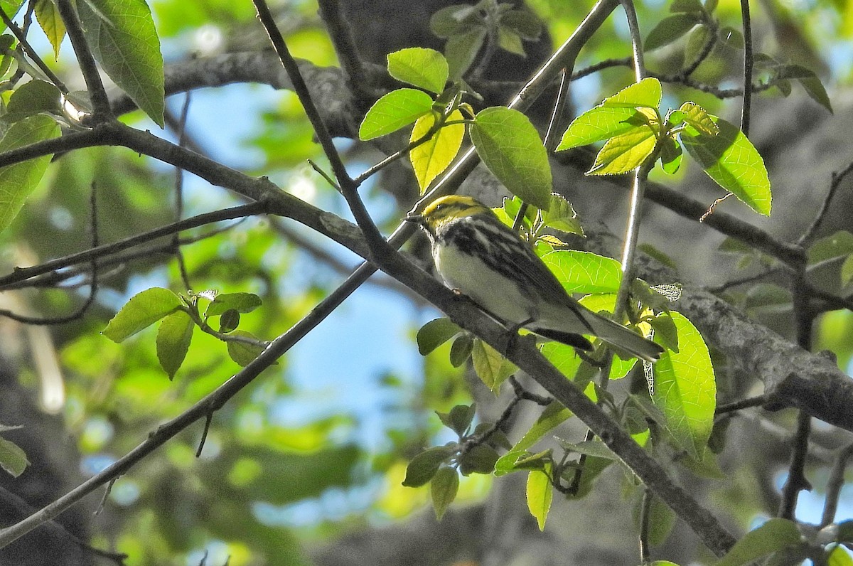 Black-throated Green Warbler - ML616200930