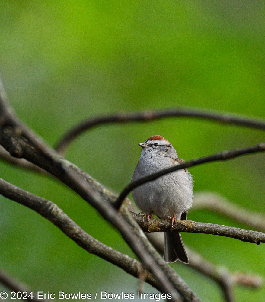 Chipping Sparrow - ML616201040
