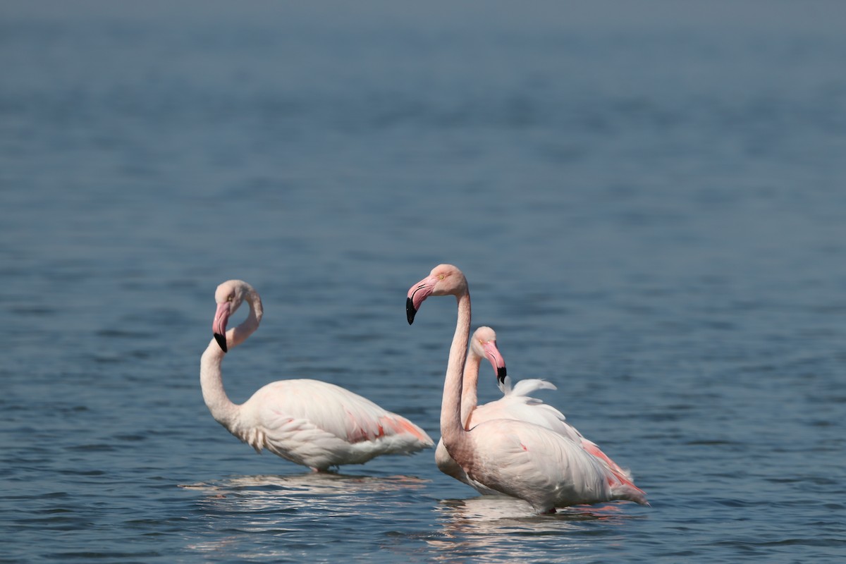 Greater Flamingo - ML616201045