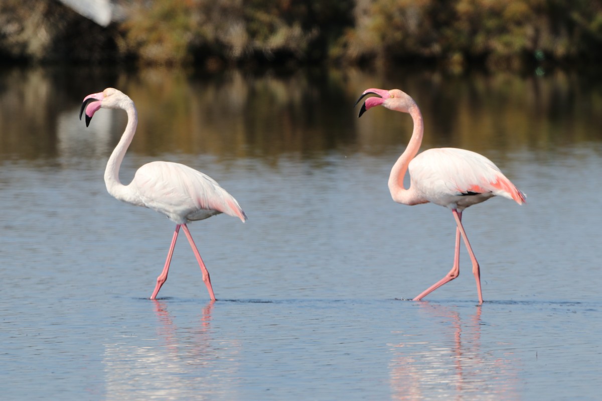 Greater Flamingo - ML616201046