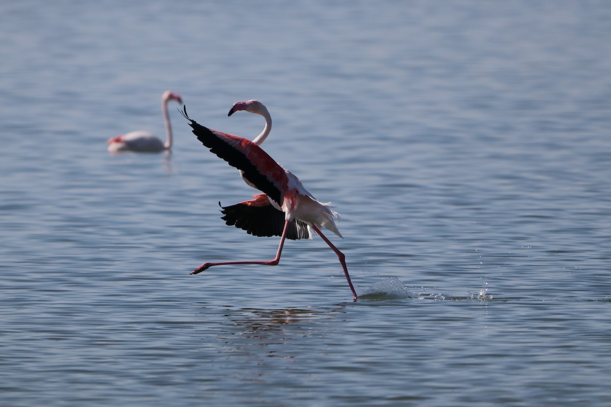 Greater Flamingo - ML616201080