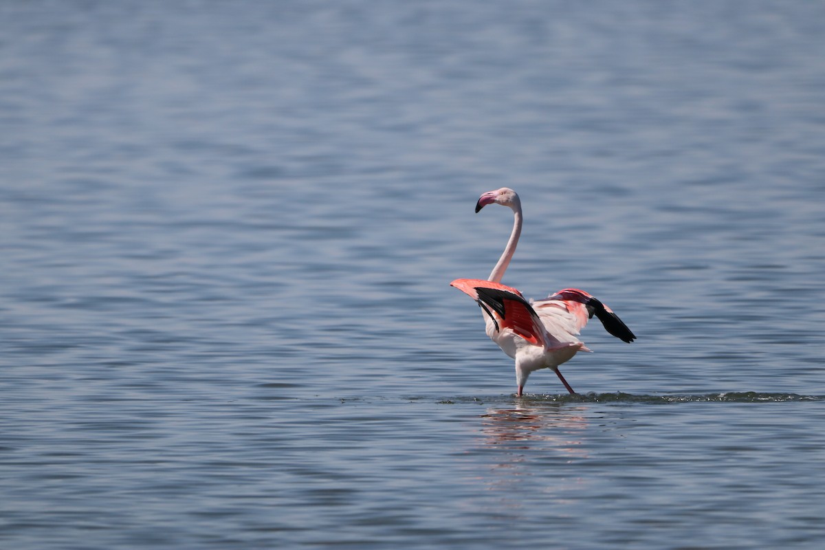 Greater Flamingo - ML616201081