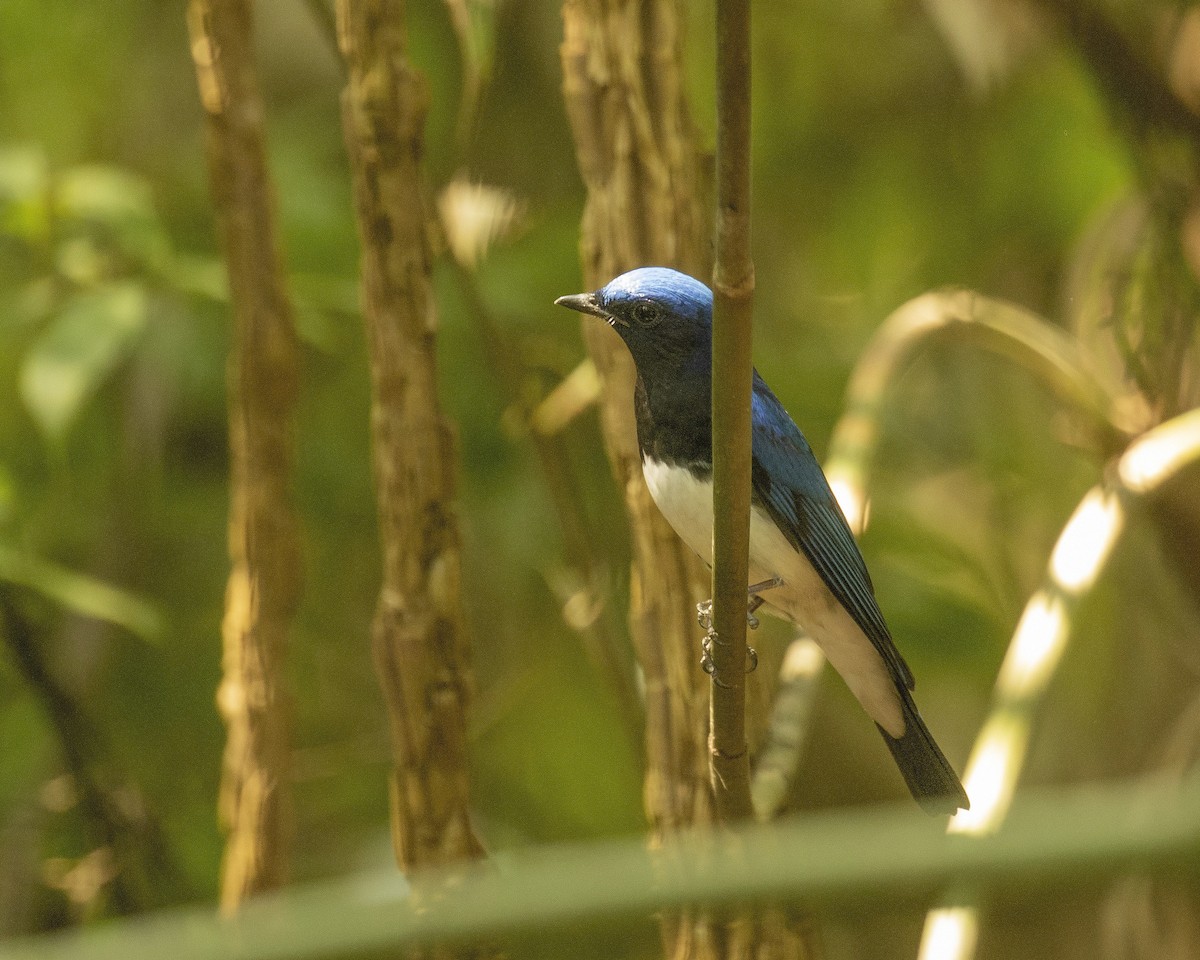 Blue-and-white Flycatcher - Paul Farrell