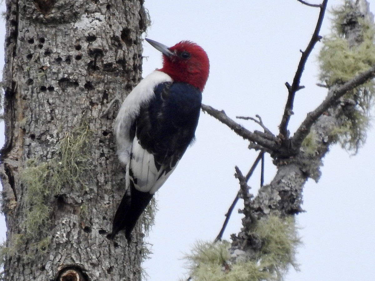Red-headed Woodpecker - ML616201196