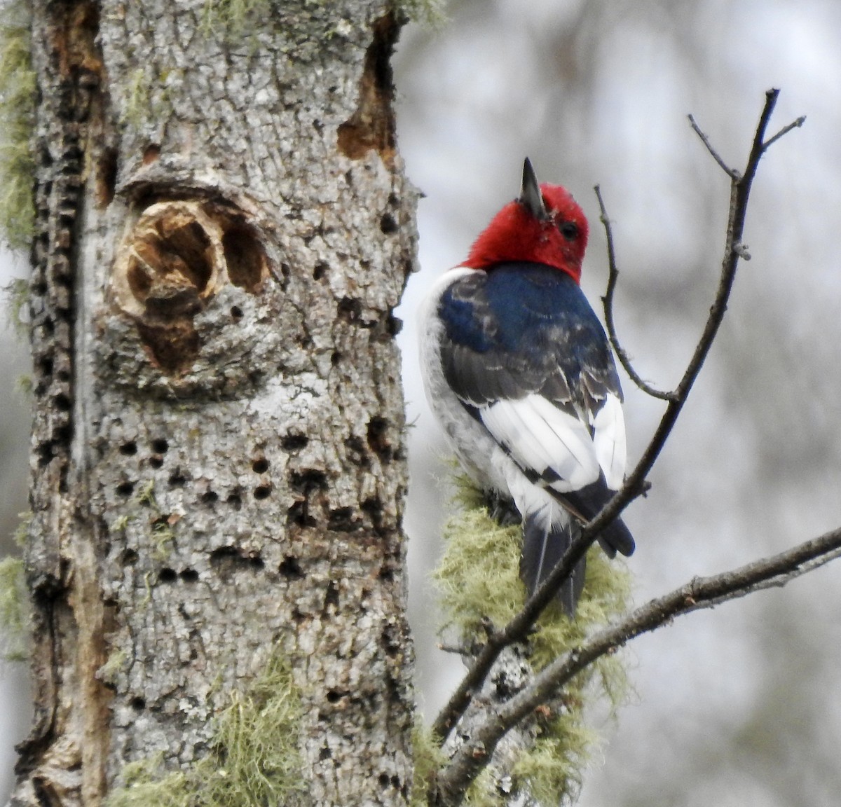 Red-headed Woodpecker - ML616201197