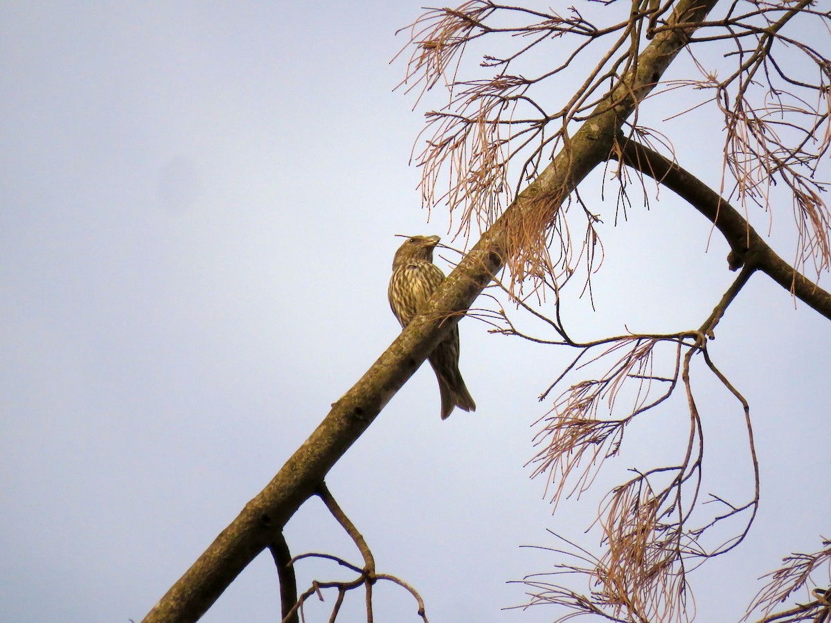 Red Crossbill (North African) - ML616201276