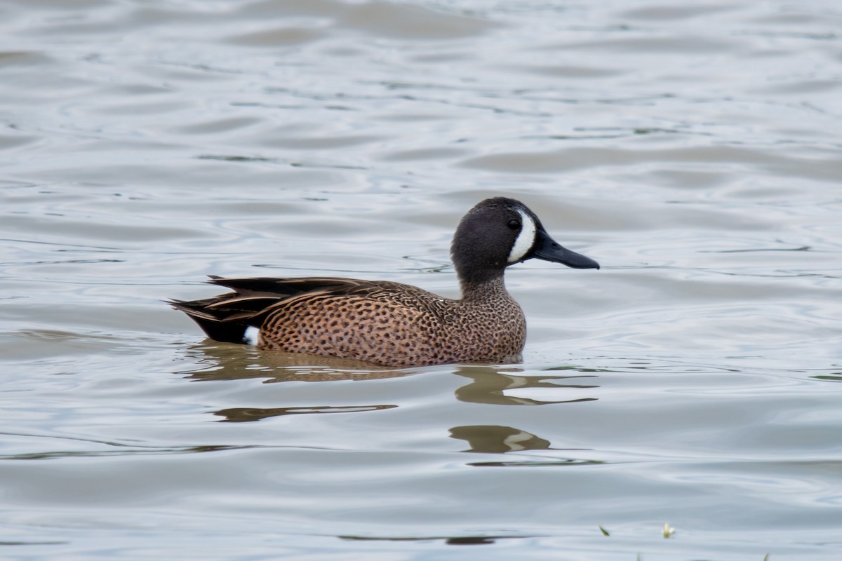 Blue-winged Teal - ML616201304