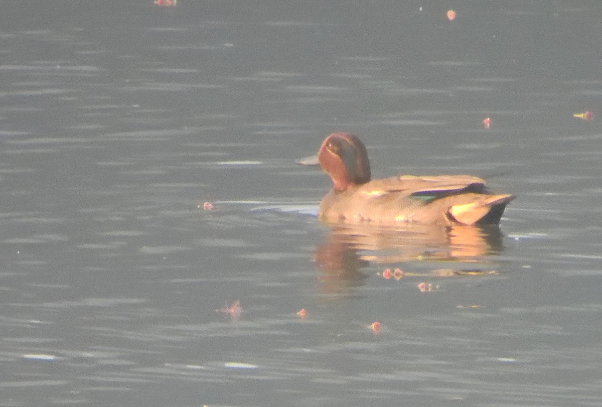 Green-winged Teal - ML616201338