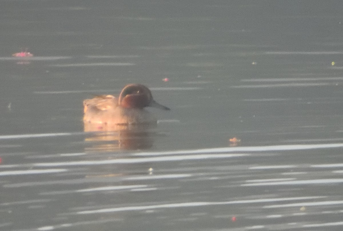 Green-winged Teal - ML616201339