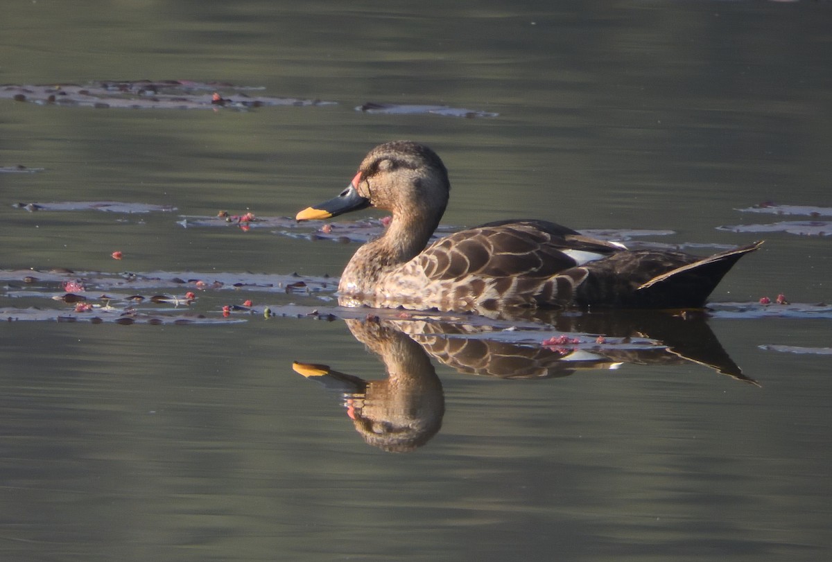 Indian Spot-billed Duck - ML616201347