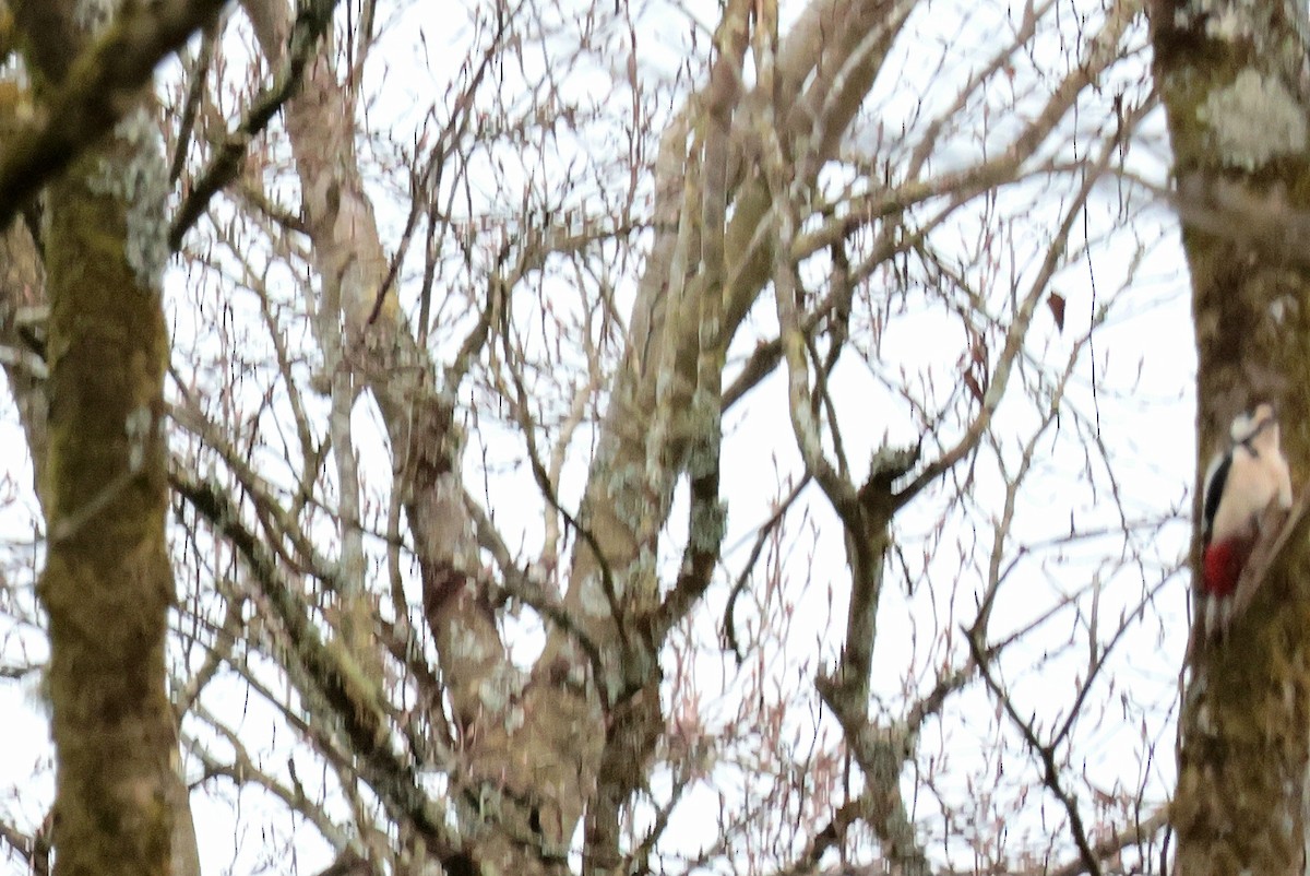 Great Spotted Woodpecker - ML616201479