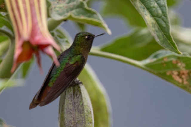 Tyrian Metaltail