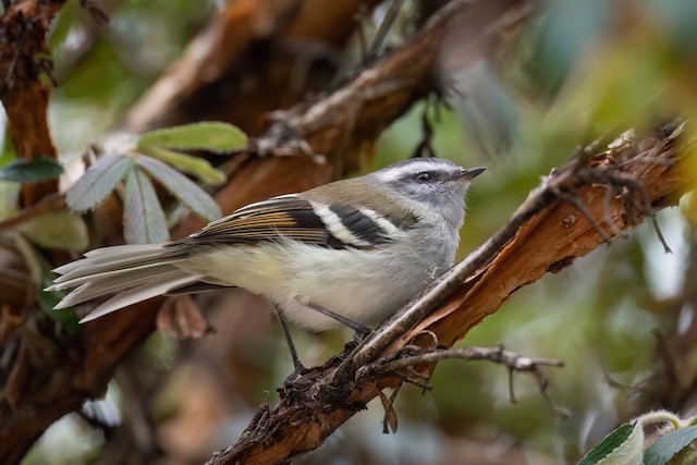 White-banded Tyrannulet