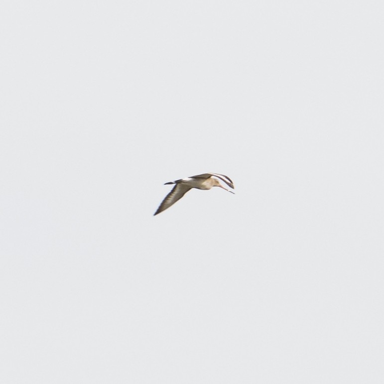 Black-tailed Godwit - ML616201562
