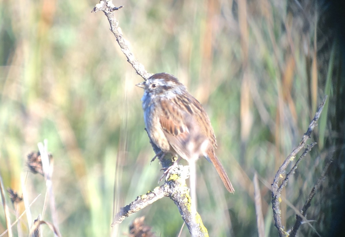 Swamp Sparrow - ML616201585