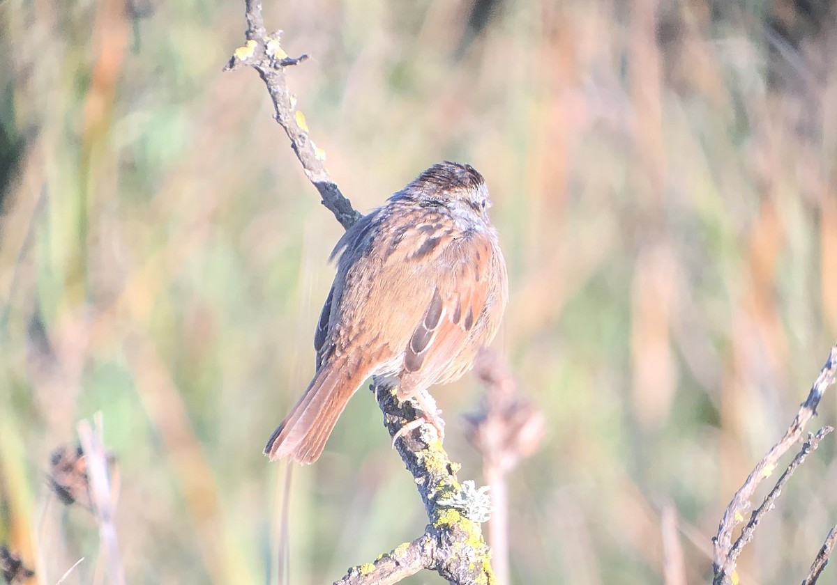 Swamp Sparrow - ML616201589