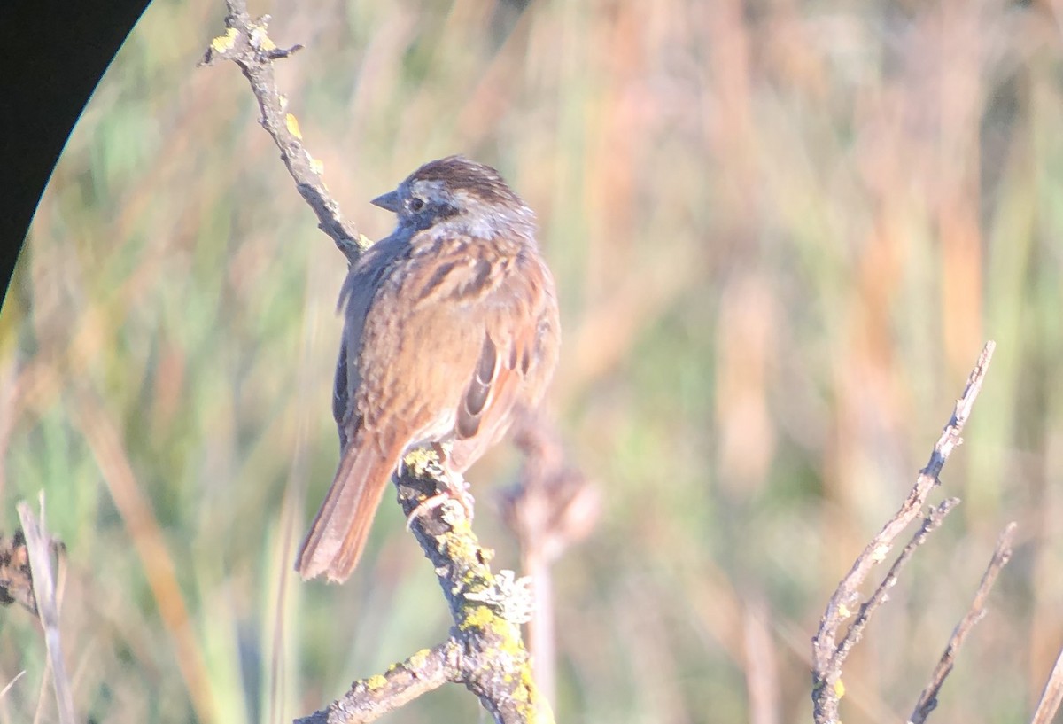 Swamp Sparrow - ML616201604