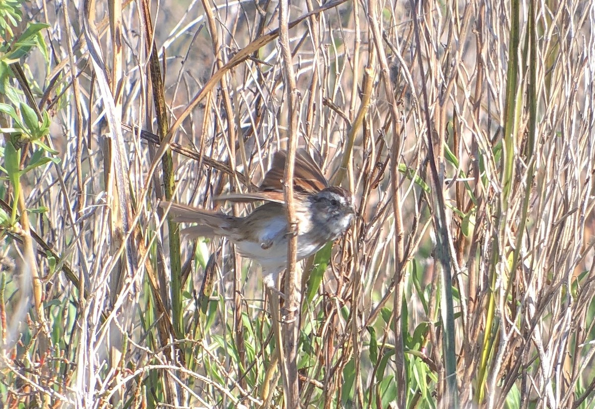 Swamp Sparrow - ML616201618
