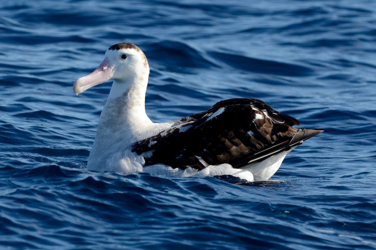 Antipodean Albatross (New Zealand) - Angus Hartshorn