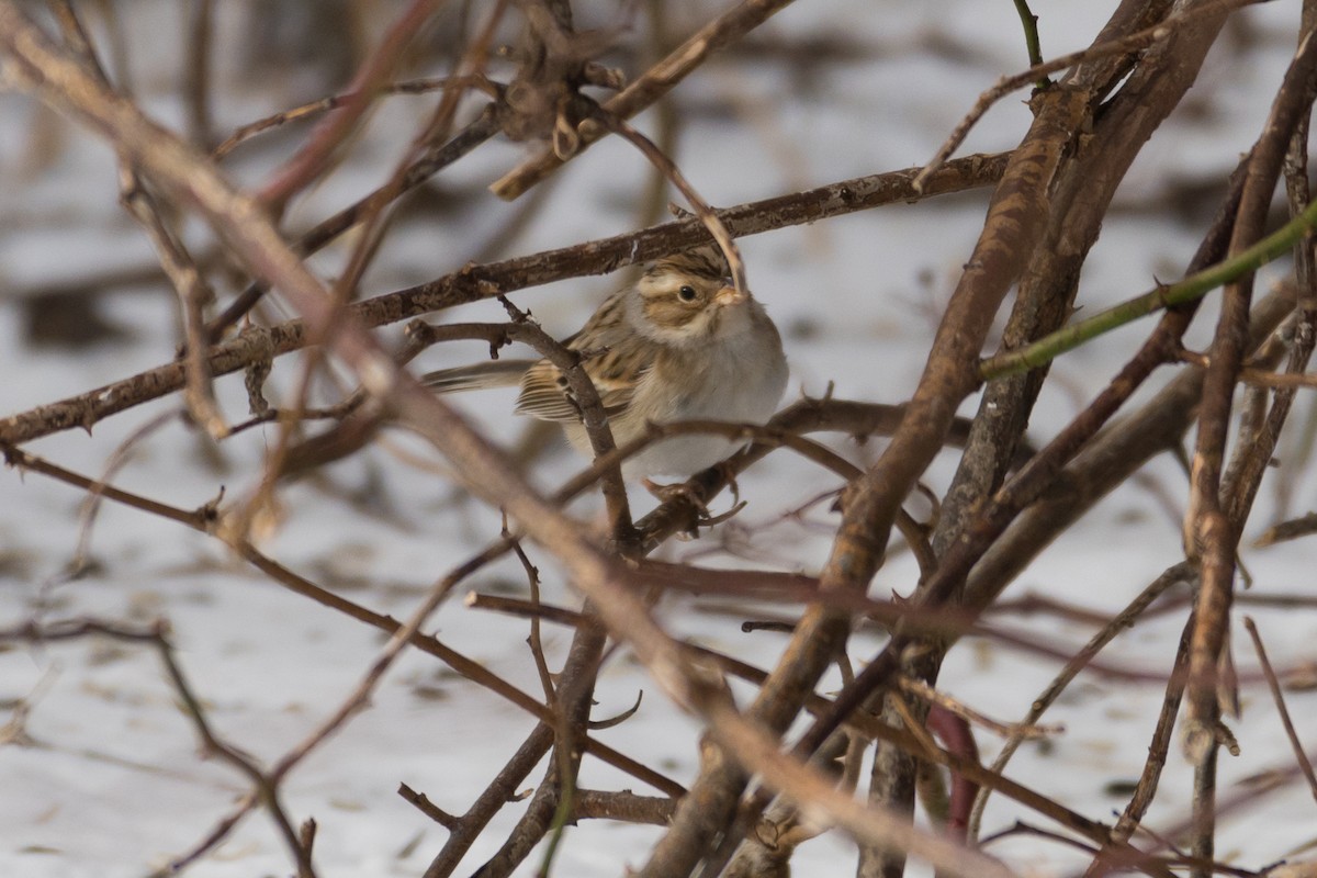 Clay-colored Sparrow - ML616201977