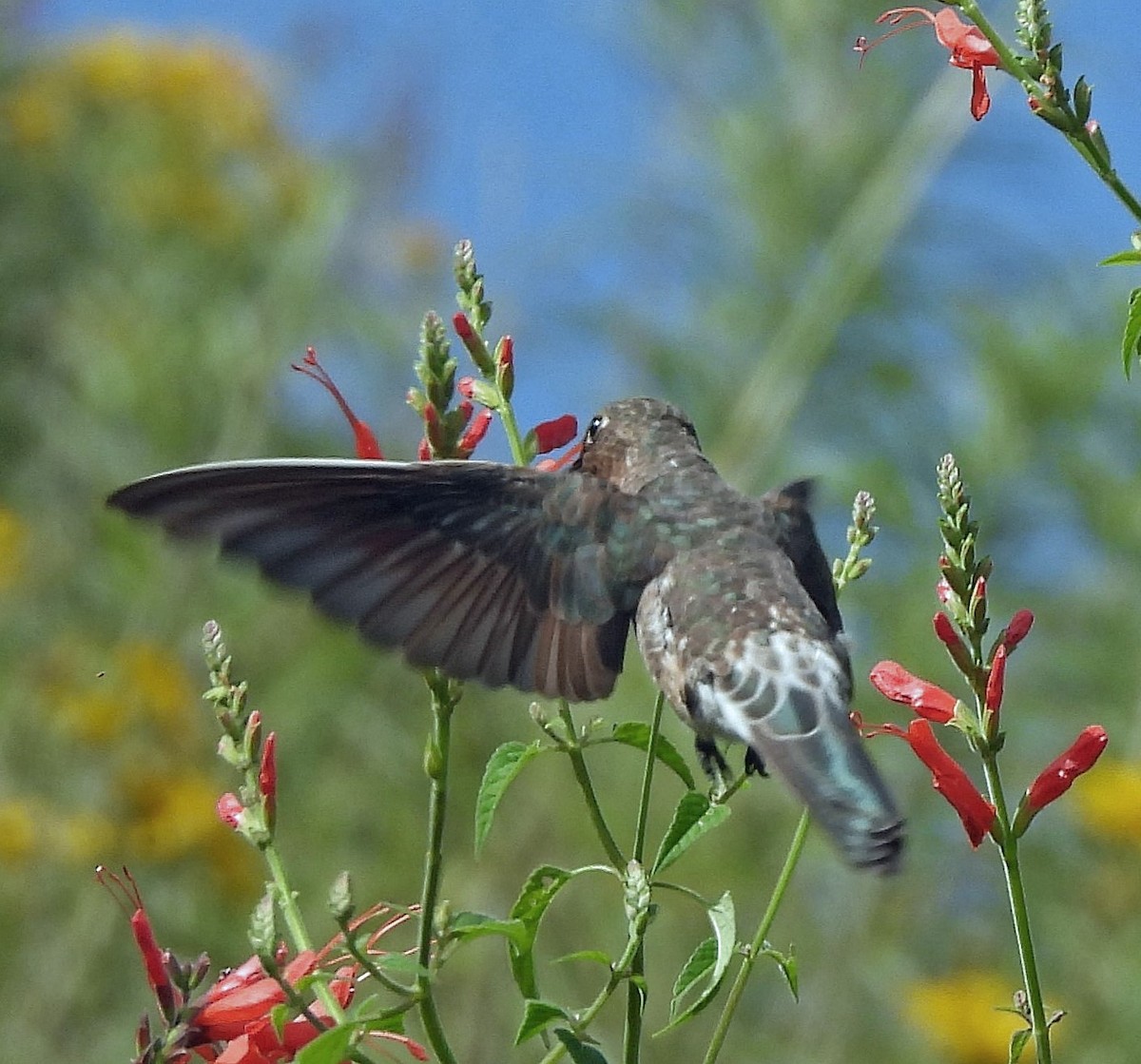 Giant Hummingbird - ML616202102