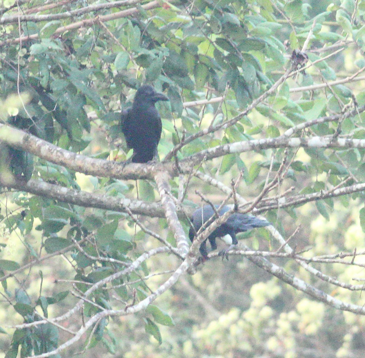 Large-billed Crow (Indian Jungle) - ML616202151