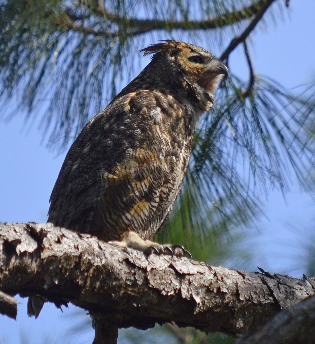 Great Horned Owl - ML616202155