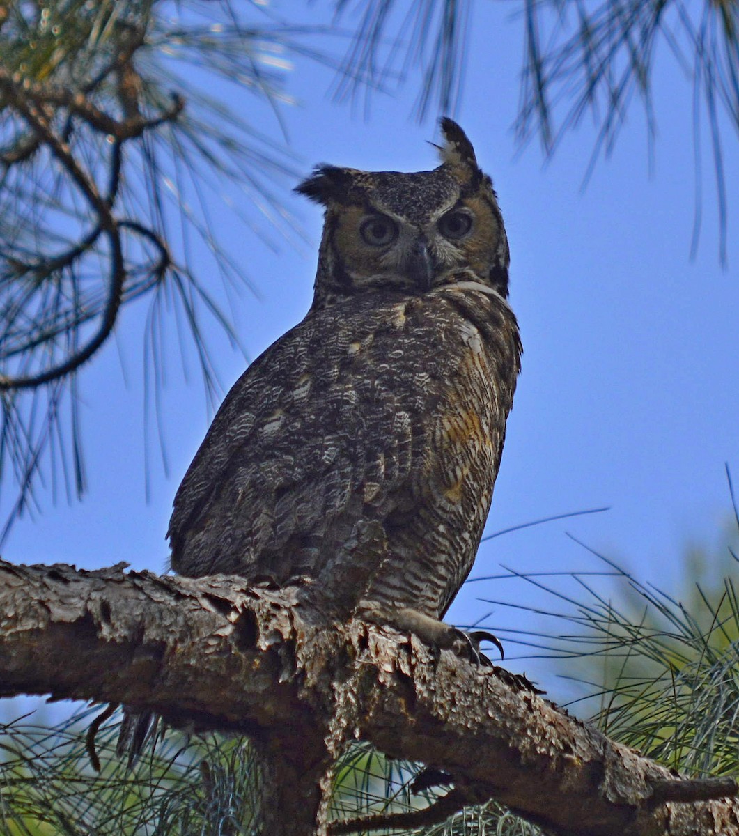 Great Horned Owl - ML616202165