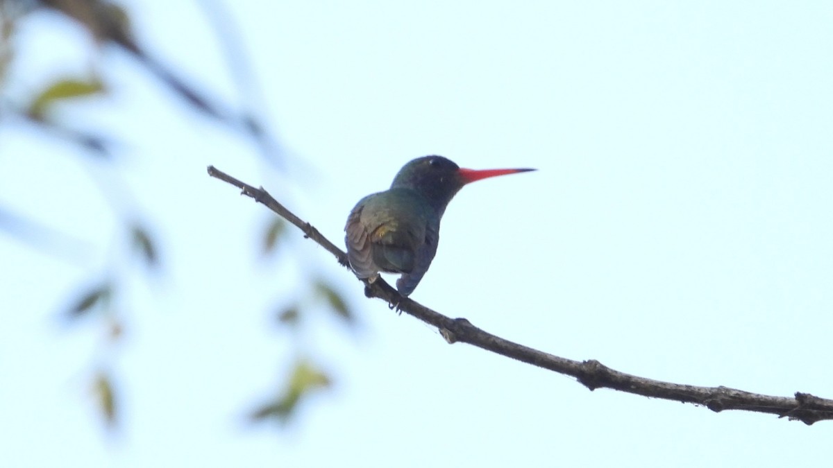 Blue-throated Goldentail - ML616202306