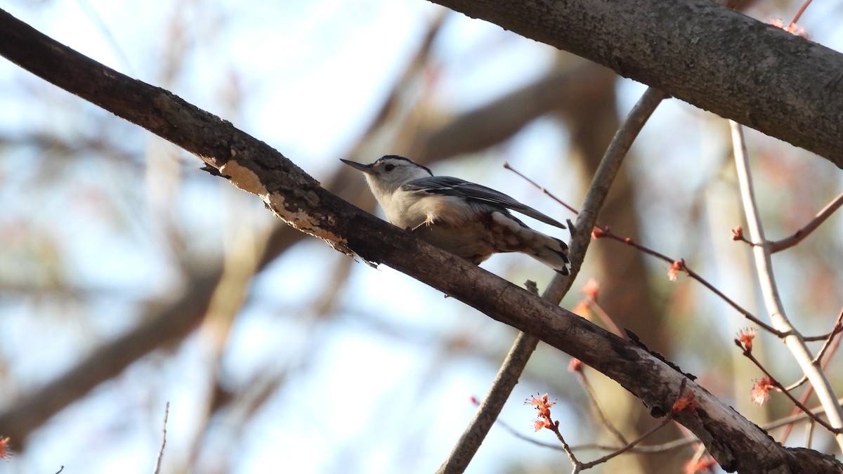 White-breasted Nuthatch - ML616202364