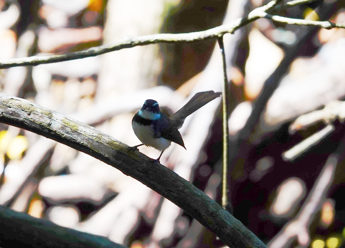 Philippine Pied-Fantail - Liao Tzu-Chiang