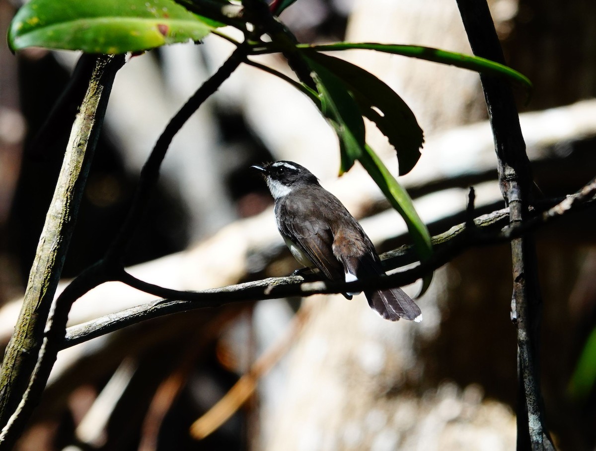 Philippine Pied-Fantail - Liao Tzu-Chiang