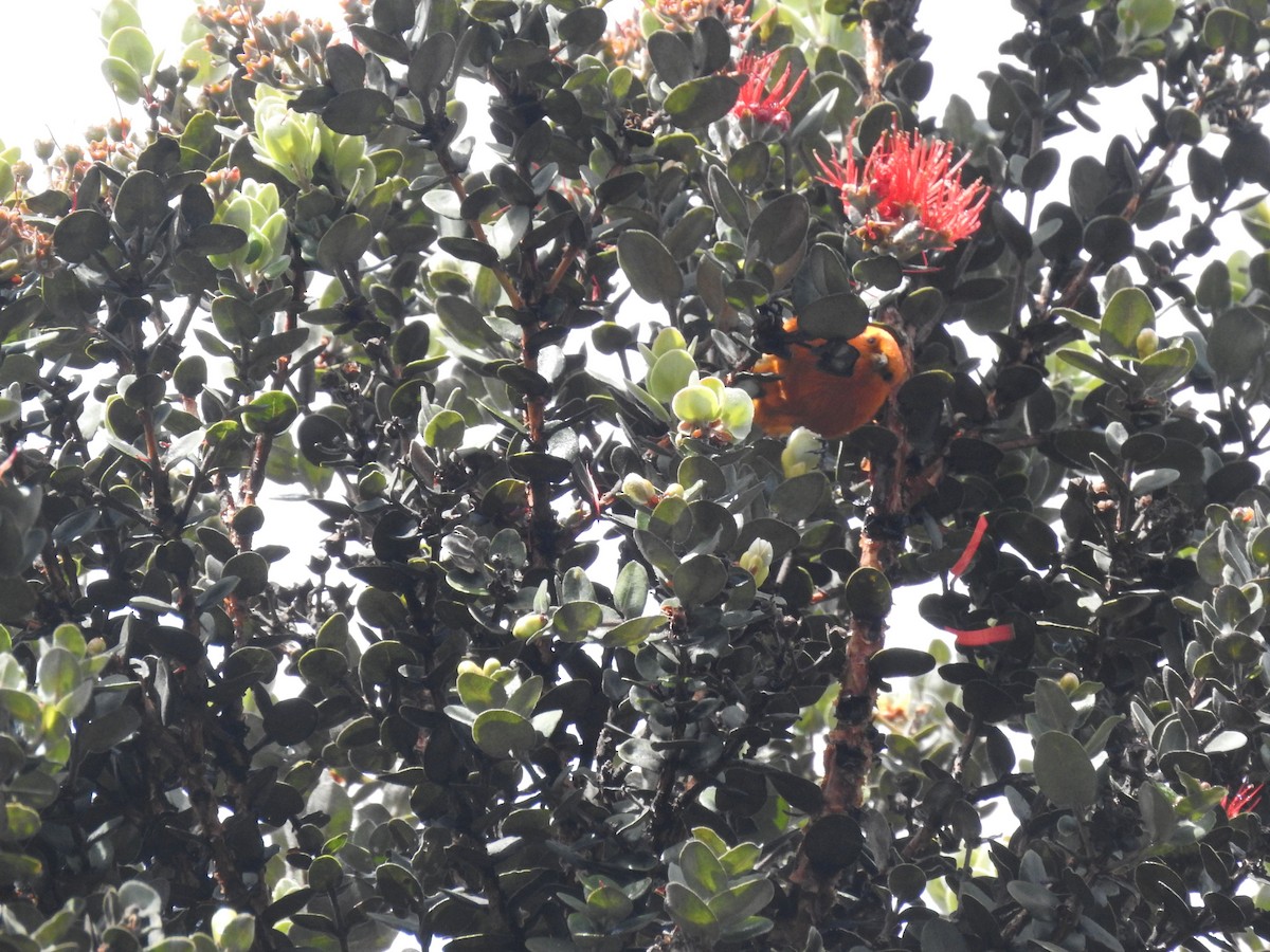 Hawaii-Akepakleidervogel - ML616202592