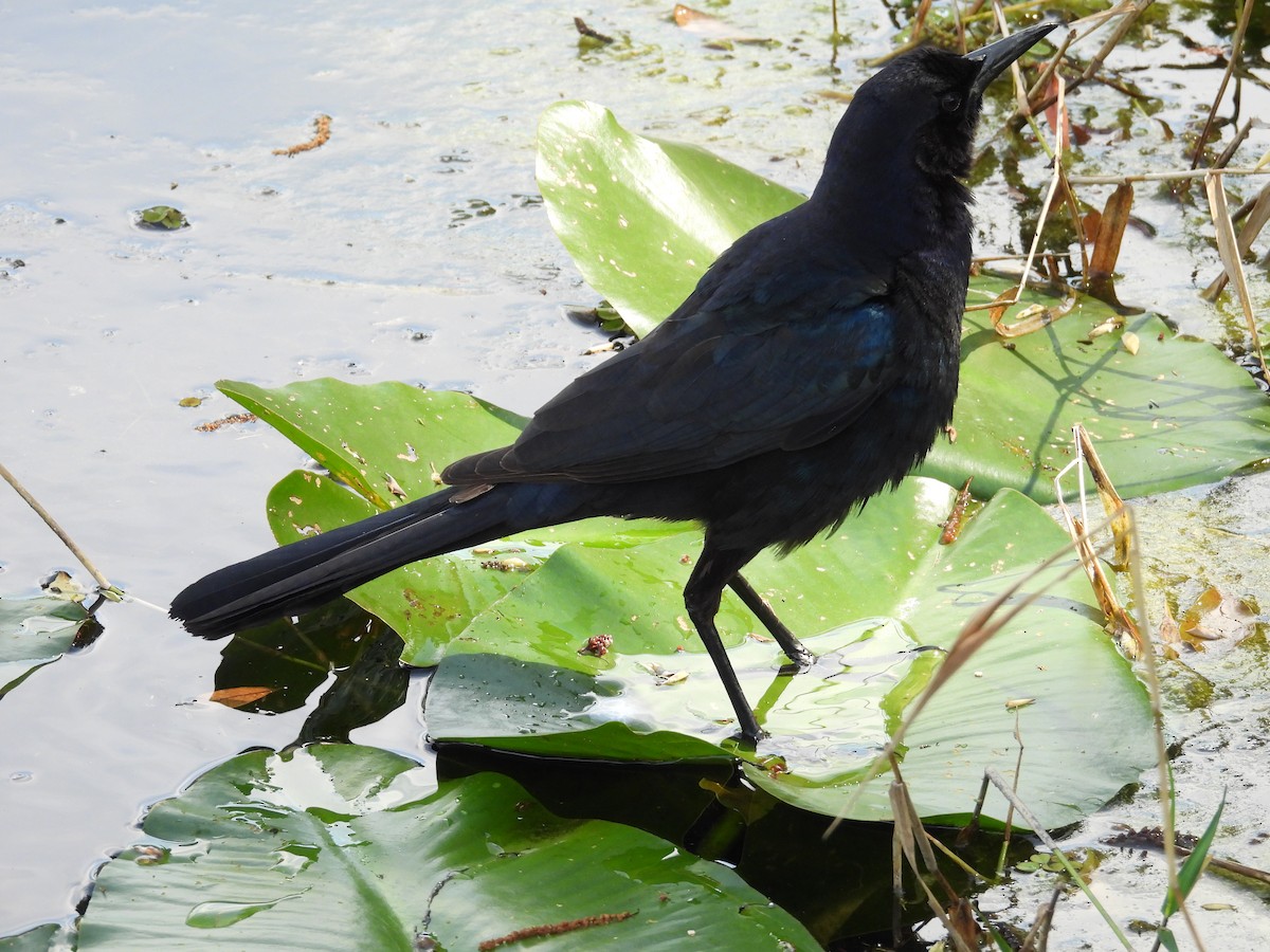 Boat-tailed Grackle - ML616202683