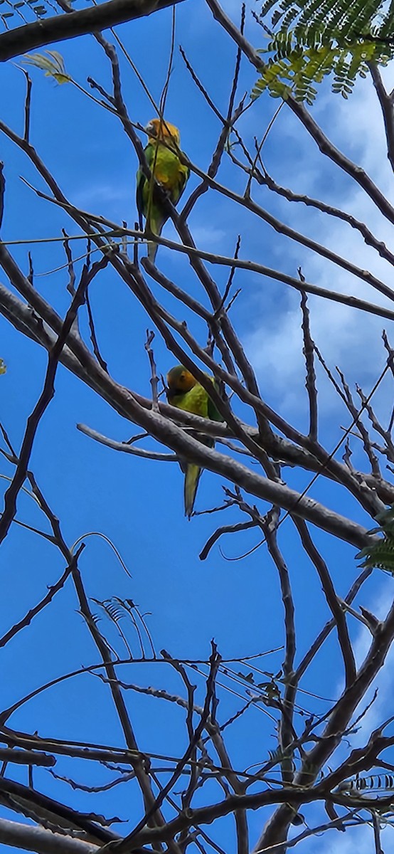 Brown-throated Parakeet - Chris Mullens