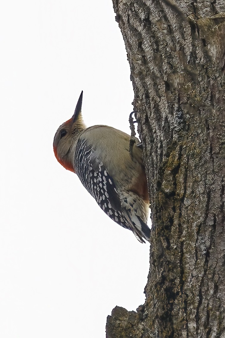 Red-bellied Woodpecker - Peter Hawrylyshyn