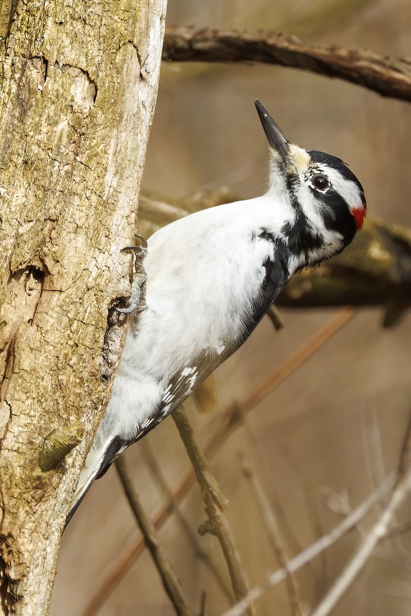 Hairy Woodpecker - Peter Hawrylyshyn