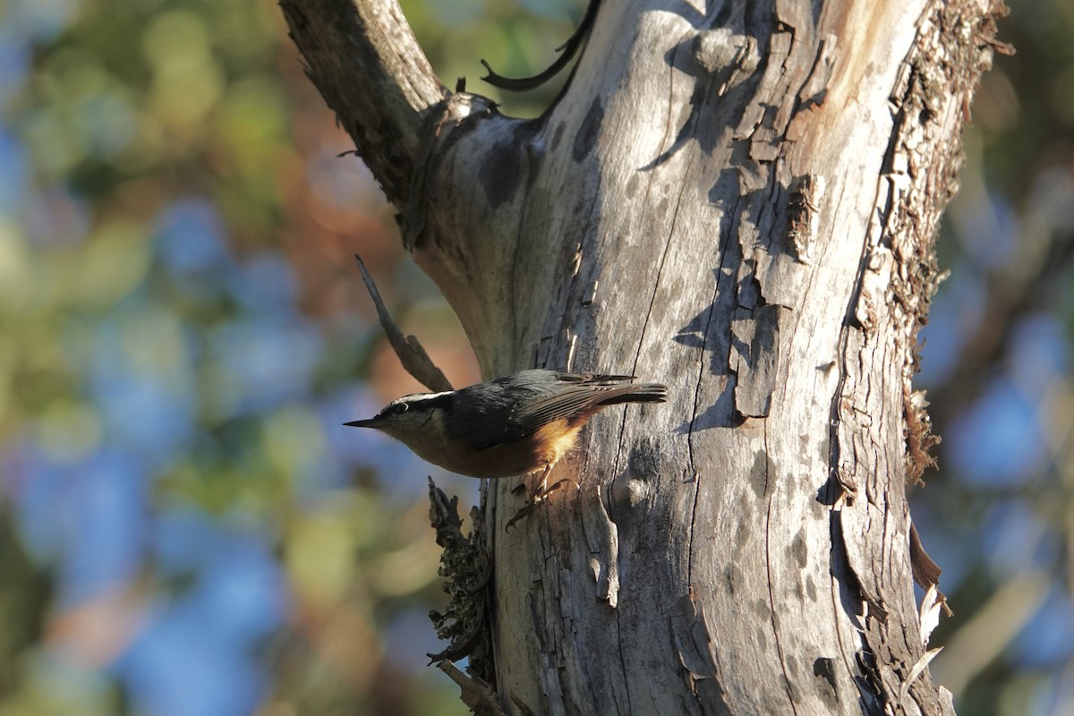 Red-breasted Nuthatch - ML616202795