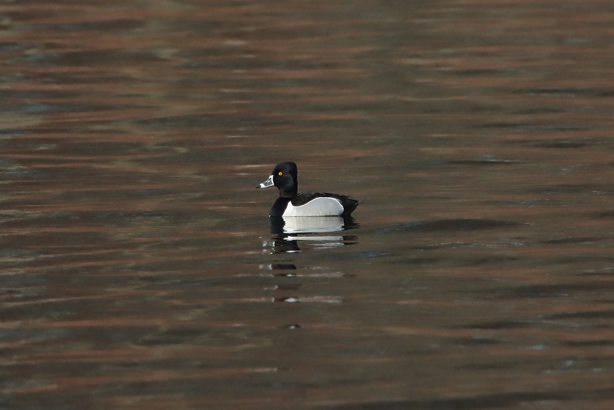 eBird Checklist - 18 Mar 2024 - Merrill Creek Reservoir - 30 species