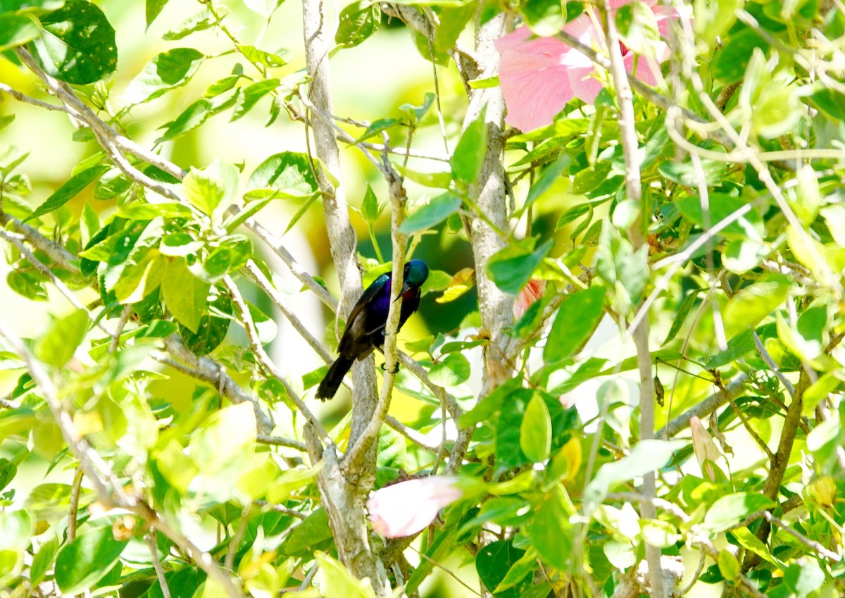 Copper-throated Sunbird - Liao Tzu-Chiang
