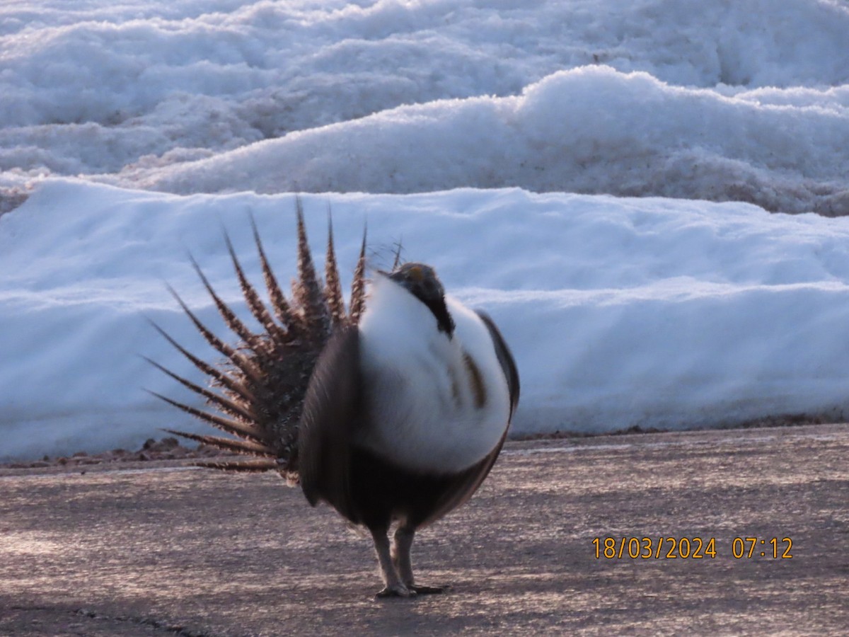 Greater Sage-Grouse - ML616202997